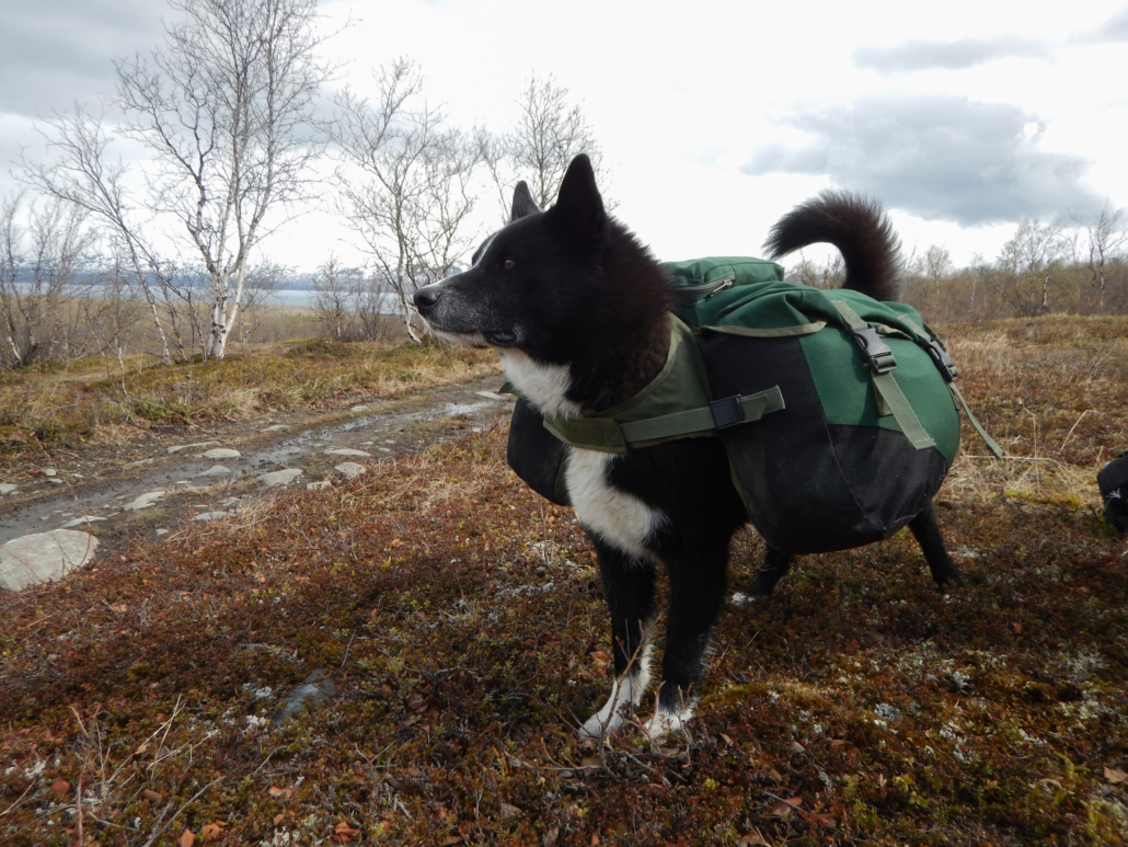 Erik B. Jørgensen, 4. Dino med rygsæk. Karelsk Bjørnhund. Far og datter i Vildmarken, Nordsverige